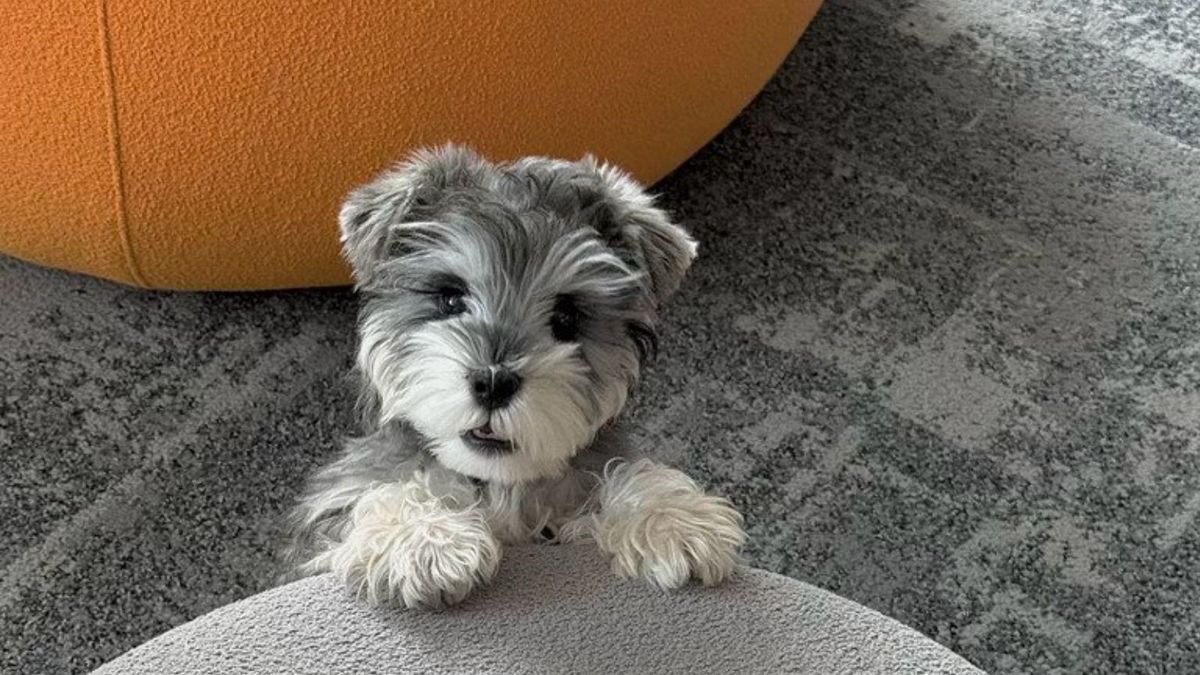 Imagen del artículo